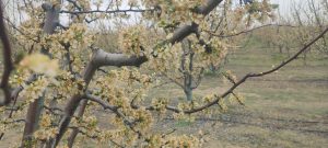 Zirai Don Bilgilendirme